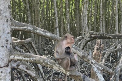 Can Gio Mangroves - Monkey Island by Motorbike and Scooter - Monkey Island: hundreds of monkeys and guerrilla history