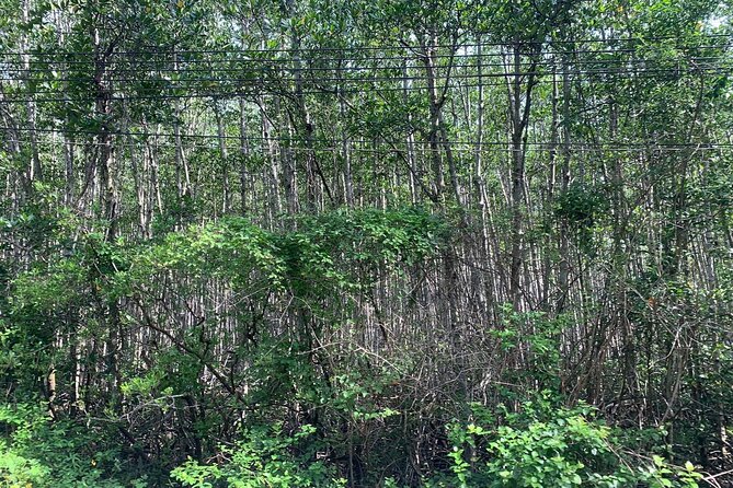 Can Gio Mangroves - Monkey Island by Motorbike and Scooter - Price and value: $65 for transport, wildlife time, and more