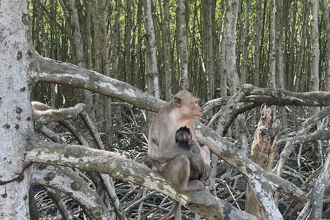 Can Gio Mangroves - Monkey Island by Motorbike and Scooter - Monkey Island: hundreds of monkeys and guerrilla history