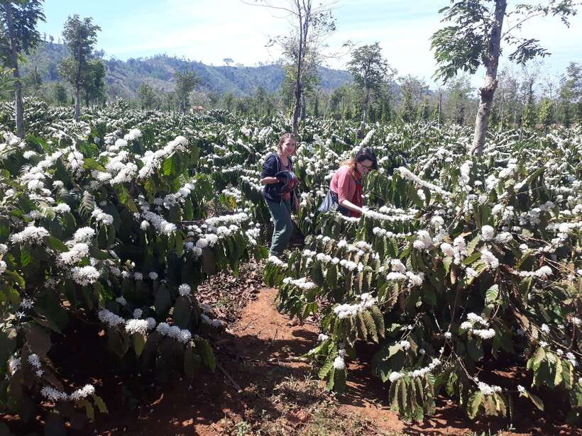 Dalat Countryside Motorbike Day Tour–Coffee Farms & Pagodas - Coffee and flowers: why the countryside stops feel different