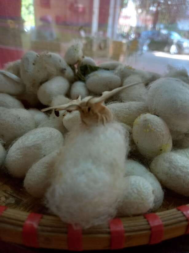 Easy Rider - Motorcycle Tour - Dalat Countryside Day Tour - Silk worm making and traditional rice wine: craft stops that actually teach