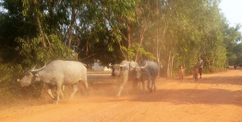 Siem Reap: 3-Hour Ancient Trails Motorbike Tour - Should you book the Siem Reap Ancient Trails motorbike ride?
