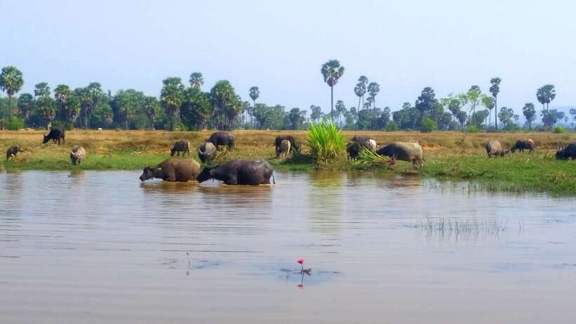 Siem Reap: 6-Hour Easy Rider Motorbike Tour - How to Prepare: Sun, Saddle Hours, and Real Road Conditions