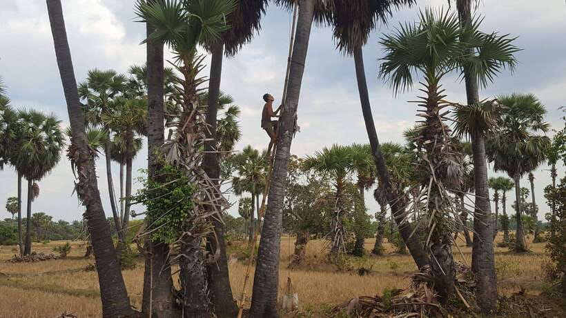 Siem Reap: 6-Hour Easy Rider Motorbike Tour - Kicking Out Past Villages, Rice Fields, and Red Clay Roads
